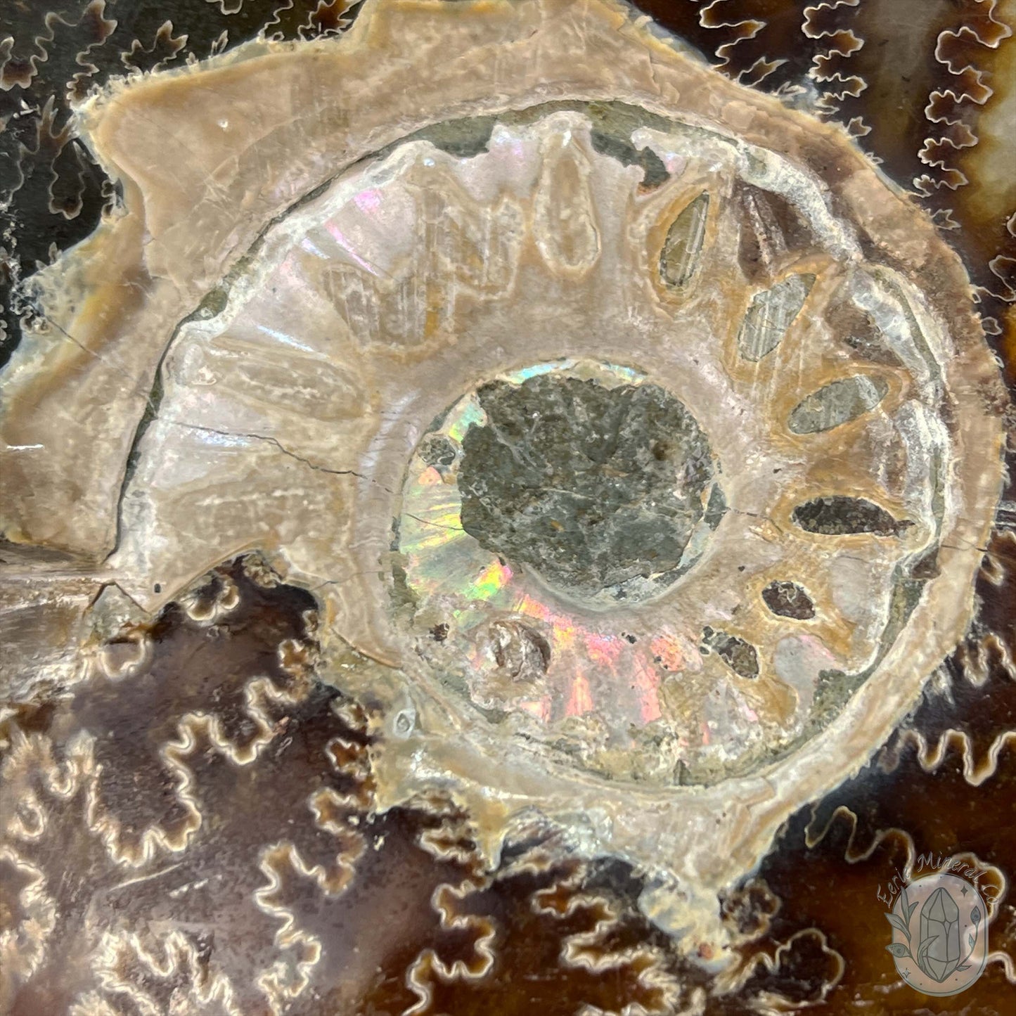 Rare Ammonite (cleoniceras) Skull Carving Fossil with Base