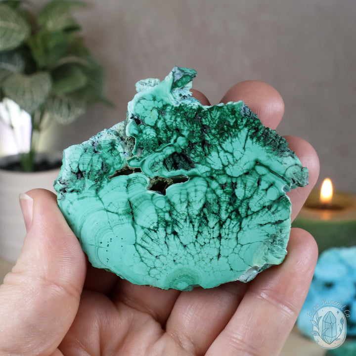 Polished Raw Malachite with Chrysocolla Slab with Display Stand