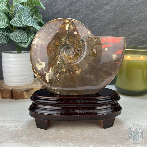 Polished Ammonite Fossil With Red Flash And Stand