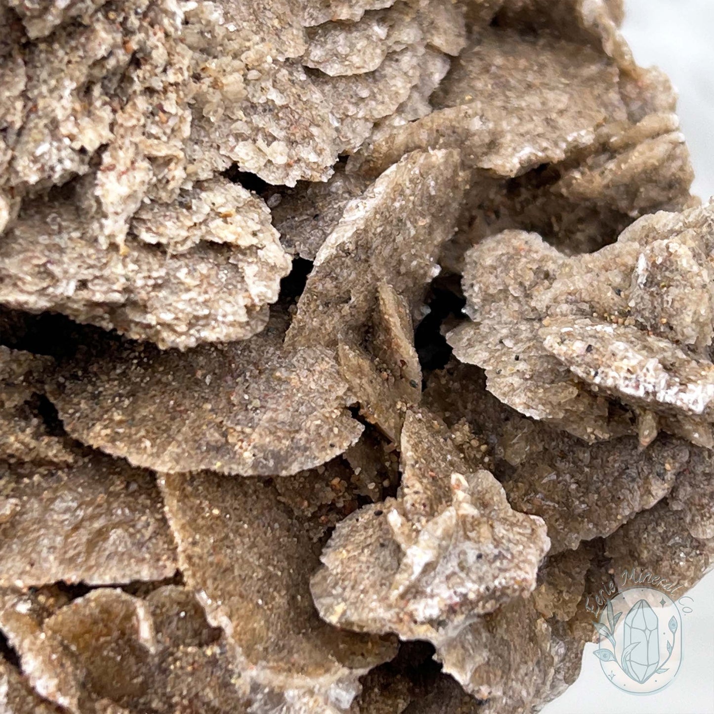 Desert Rose (Gypsum) Hedgehog Specimen