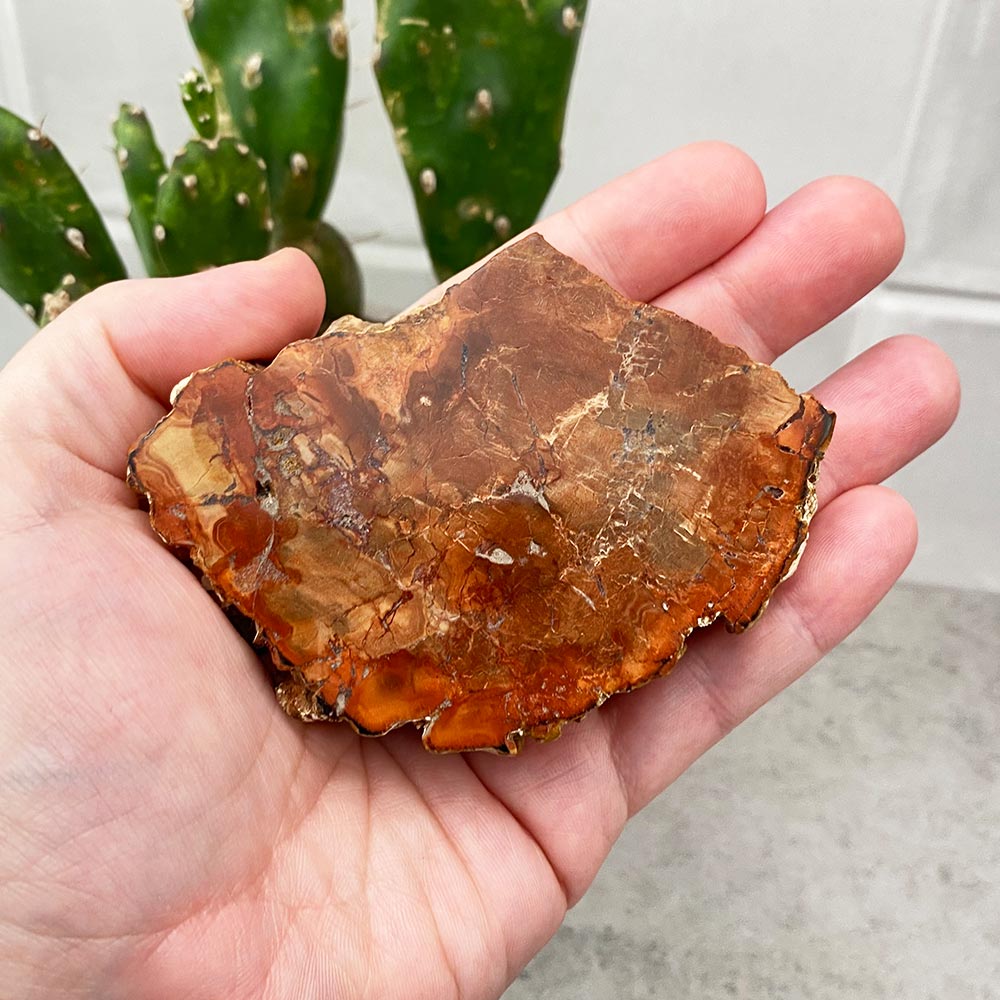 Polished Petrified Wood