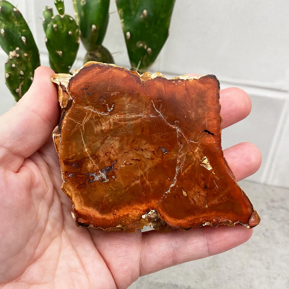 Polished Petrified Wood