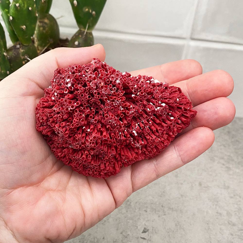 natural red coral specimen