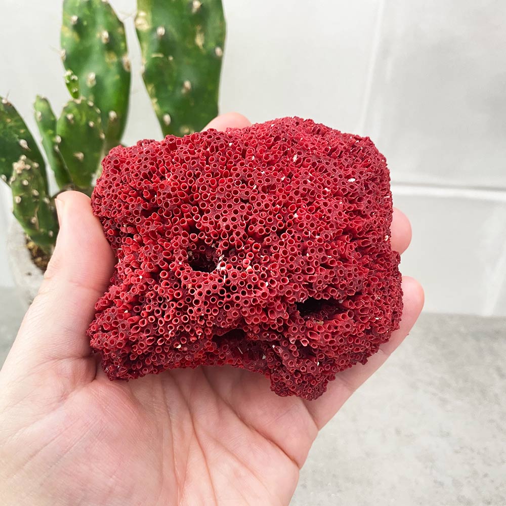 natural red coral specimen