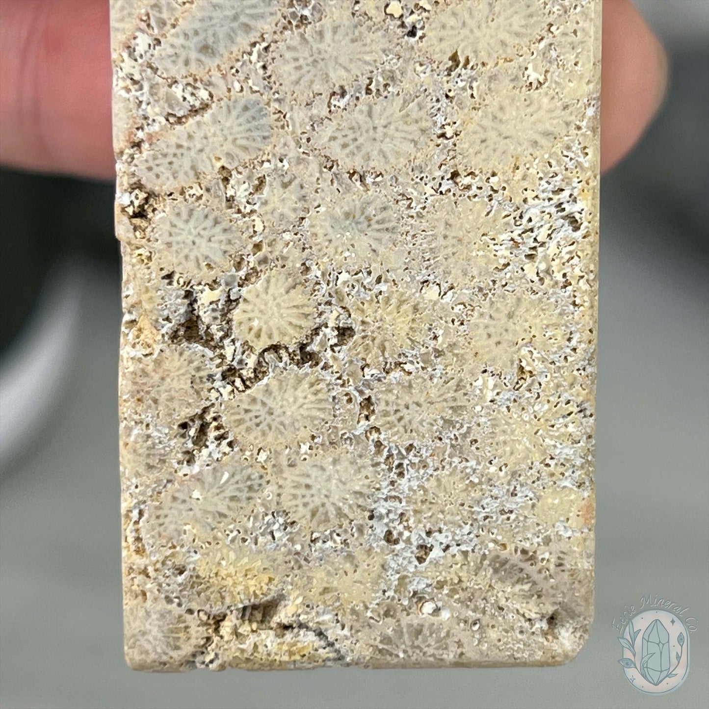 Coral Jade aka Fossilized Actinocyathus Coral Tower