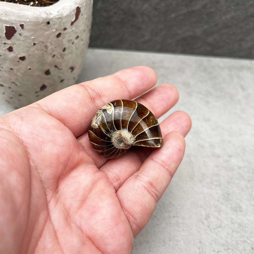 nautilus fossil