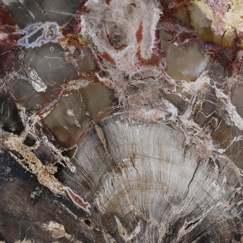 Petrified Wood