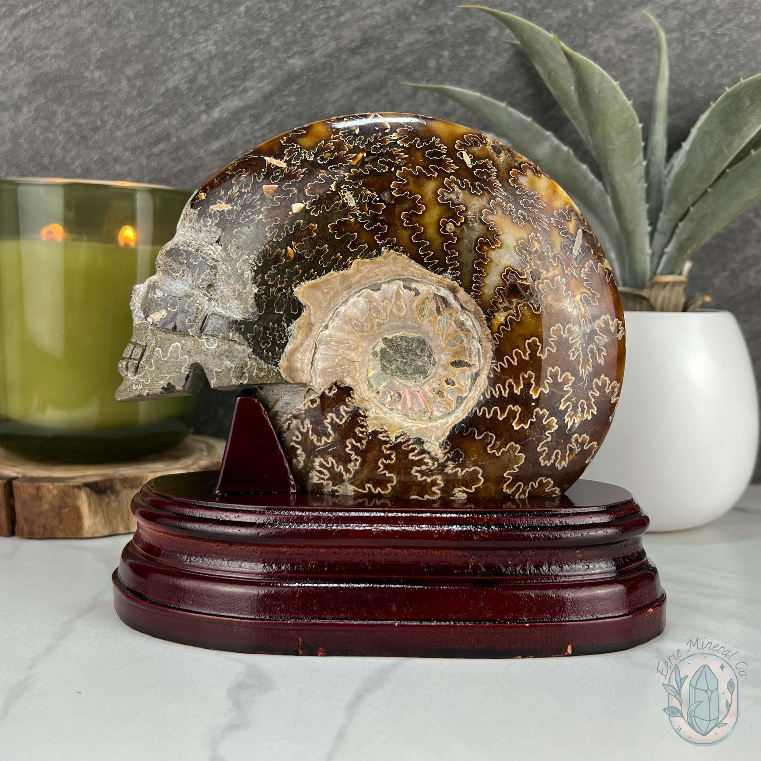 Rare Ammonite (cleoniceras) Skull Carving Fossil with Base