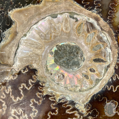 Rare Ammonite (cleoniceras) Skull Carving Fossil with Base