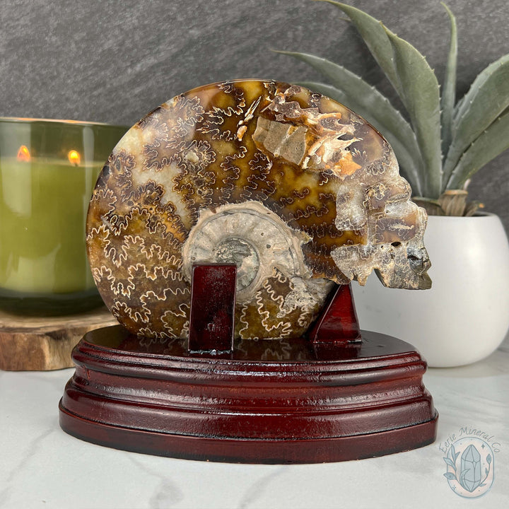 Rare Ammonite (cleoniceras) Skull Carving Fossil with Base