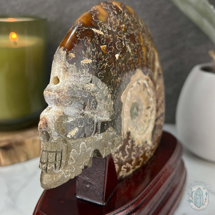 Rare Ammonite (cleoniceras) Skull Carving Fossil with Base