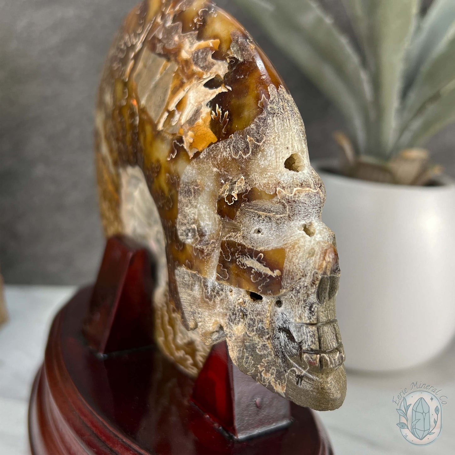 Rare Ammonite (cleoniceras) Skull Carving Fossil with Base