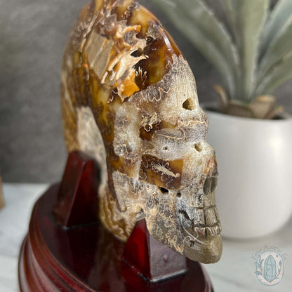 Rare Ammonite (cleoniceras) Skull Carving Fossil with Base