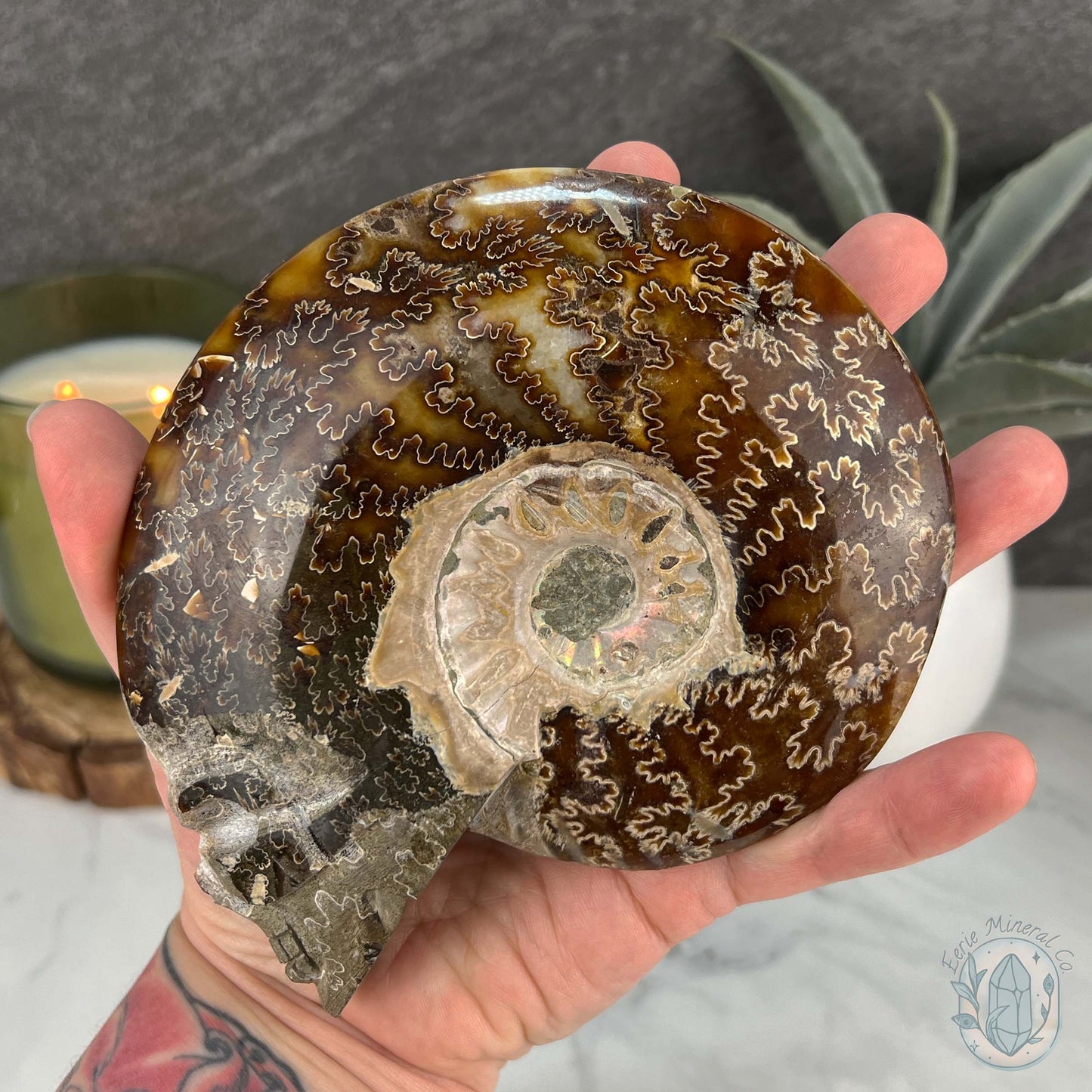 Rare Ammonite (cleoniceras) Skull Carving Fossil with Base