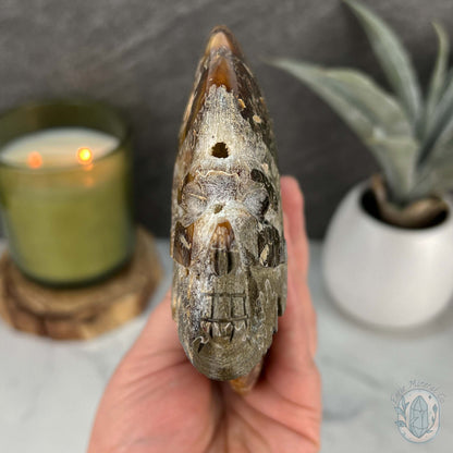 Rare Ammonite (cleoniceras) Skull Carving Fossil with Base