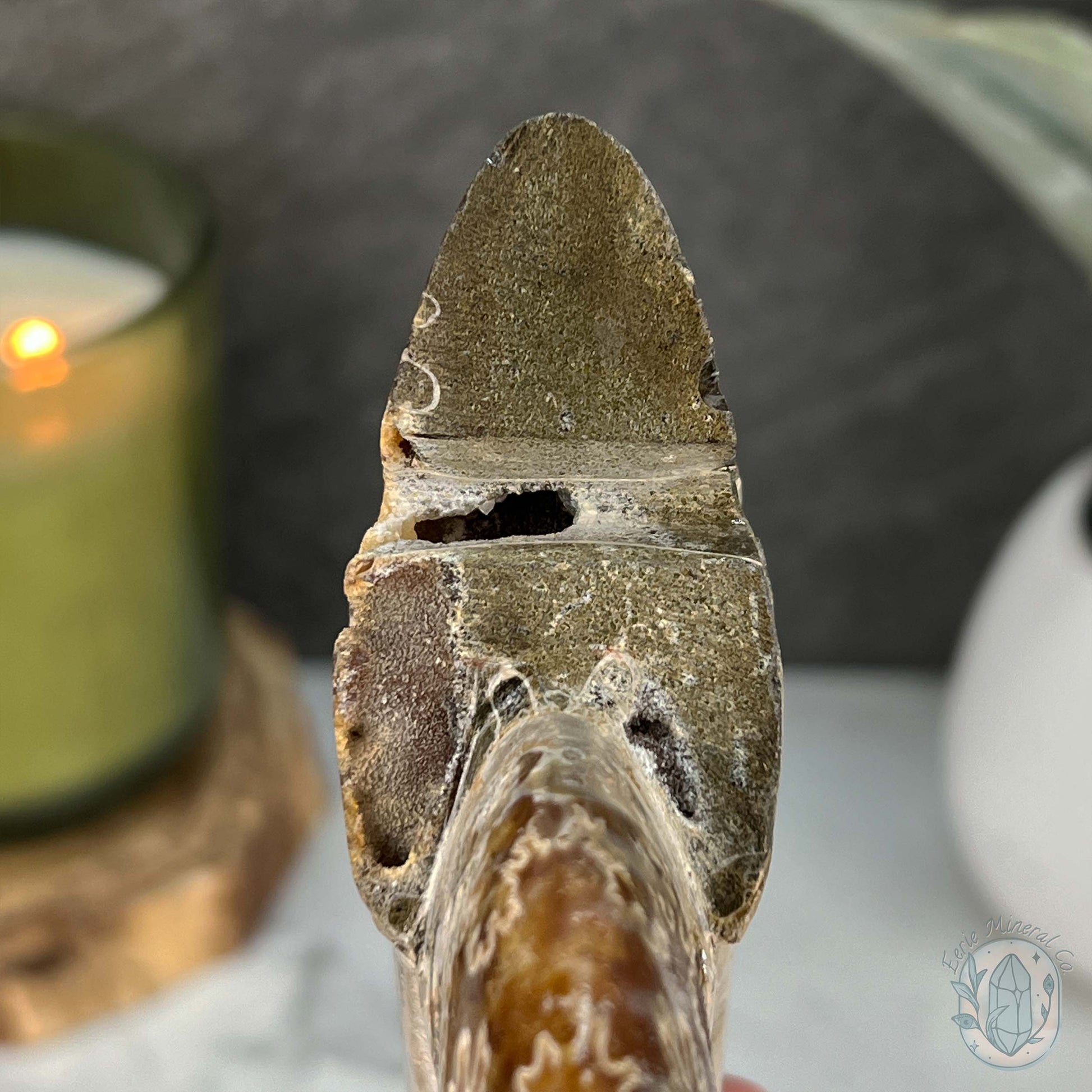 Rare Ammonite (cleoniceras) Skull Carving Fossil with Base