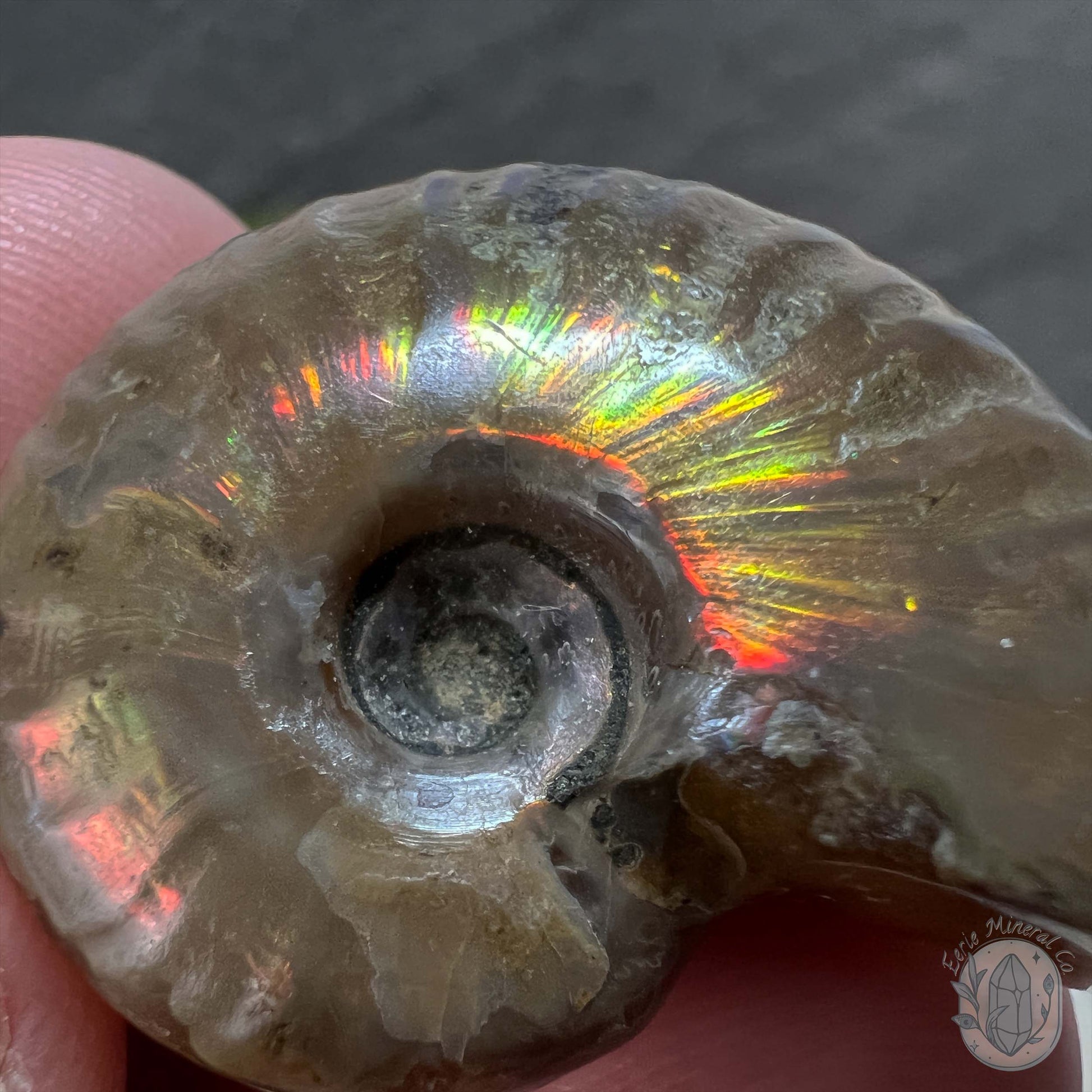 Rainbow Flash Fossil Ammonite from Madagascar with Free Case