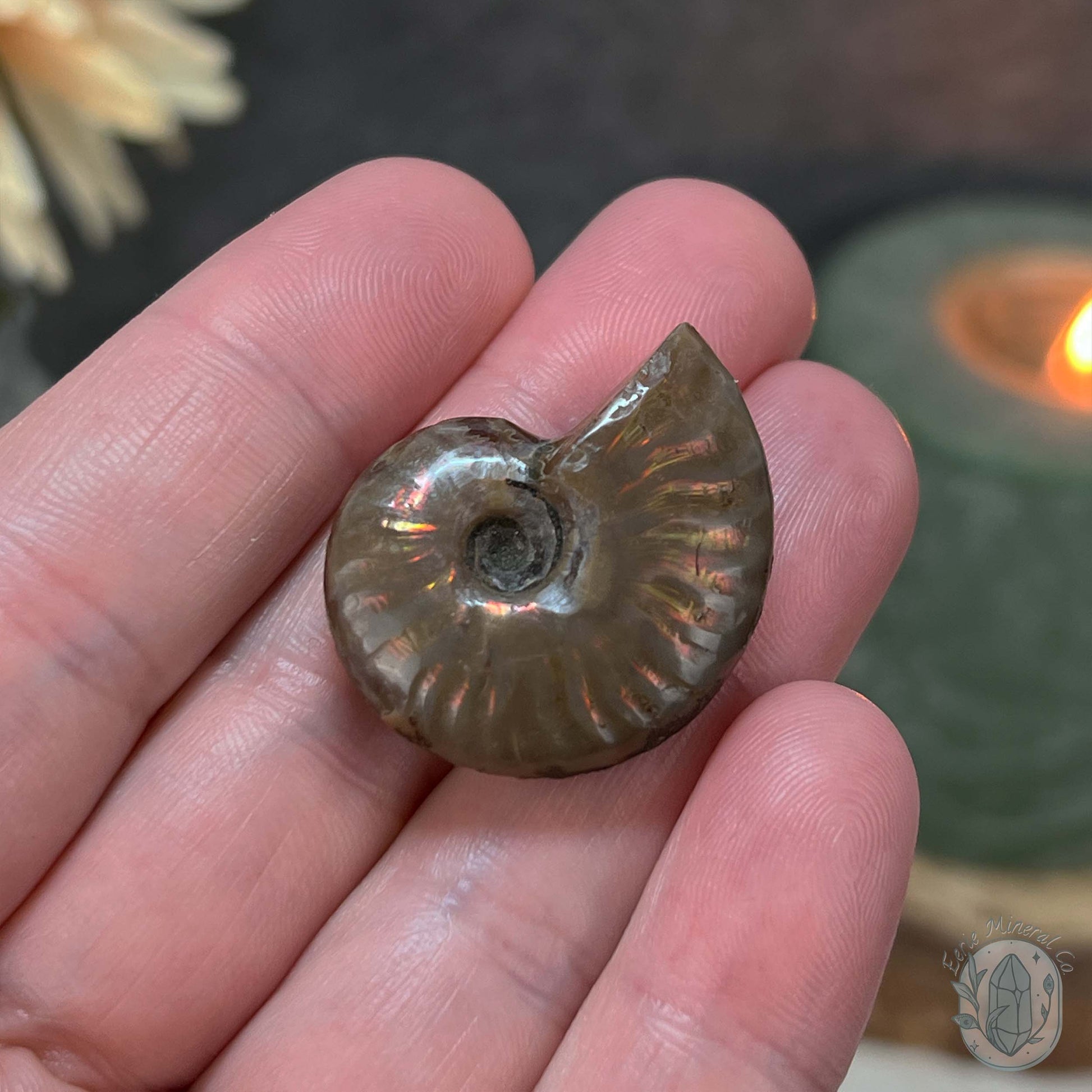 Rainbow Flash Fossil Ammonite from Madagascar with Free Case