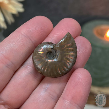 Rainbow Flash Fossil Ammonite from Madagascar with Free Case