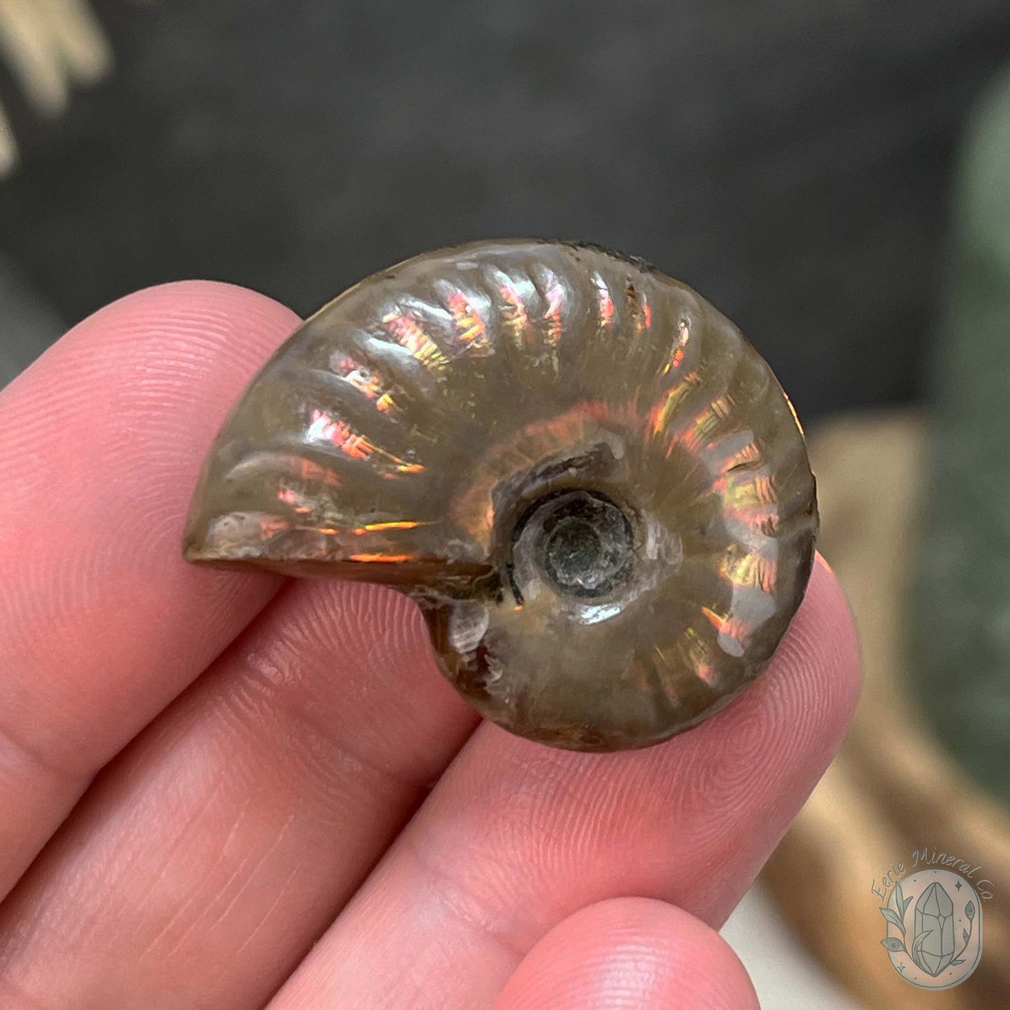 Rainbow Flash Fossil Ammonite from Madagascar with Free Case