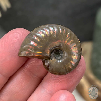 Rainbow Flash Fossil Ammonite from Madagascar with Free Case