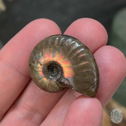 Rainbow Flash Fossil Ammonite from Madagascar with Free Case