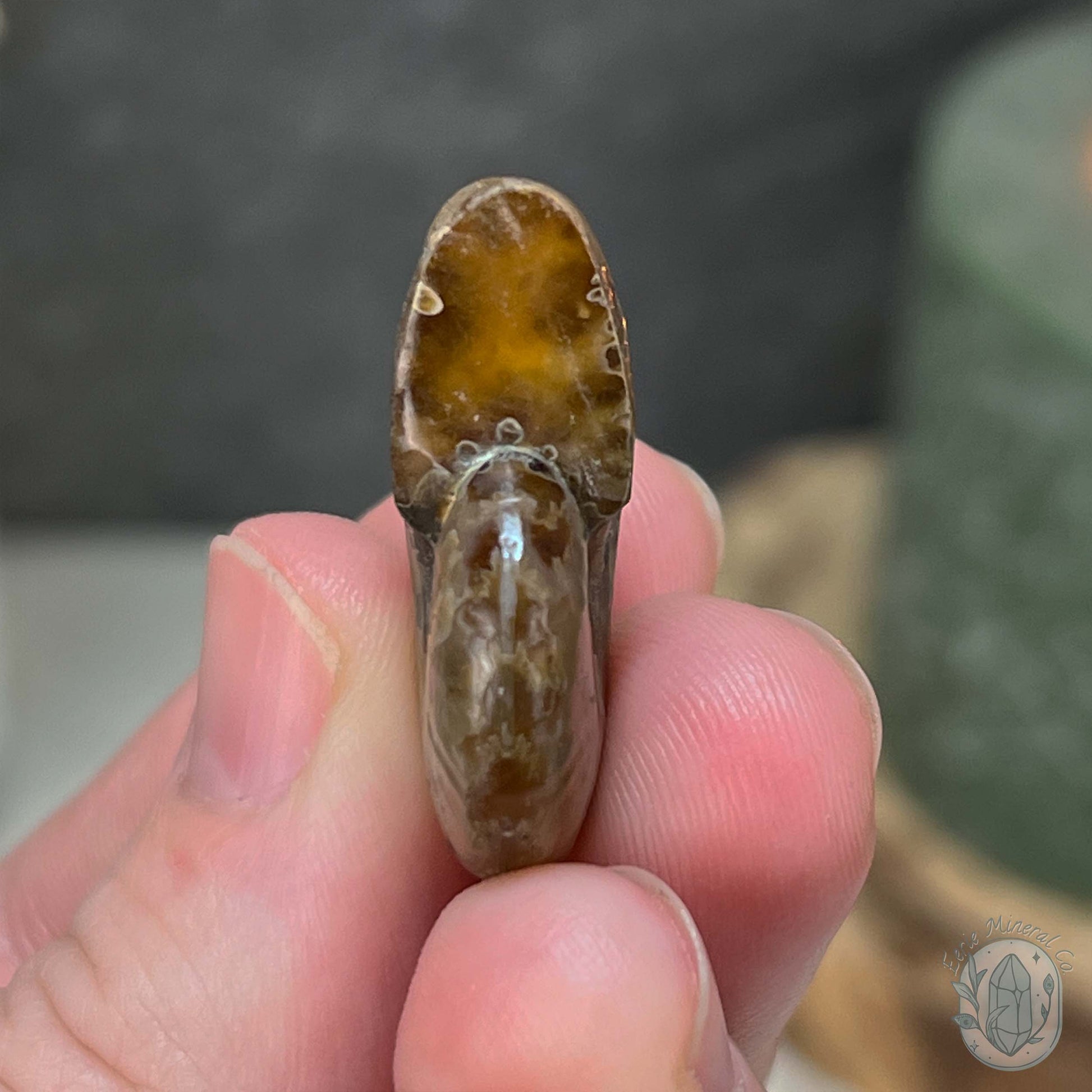 Rainbow Flash Fossil Ammonite from Madagascar with Free Case