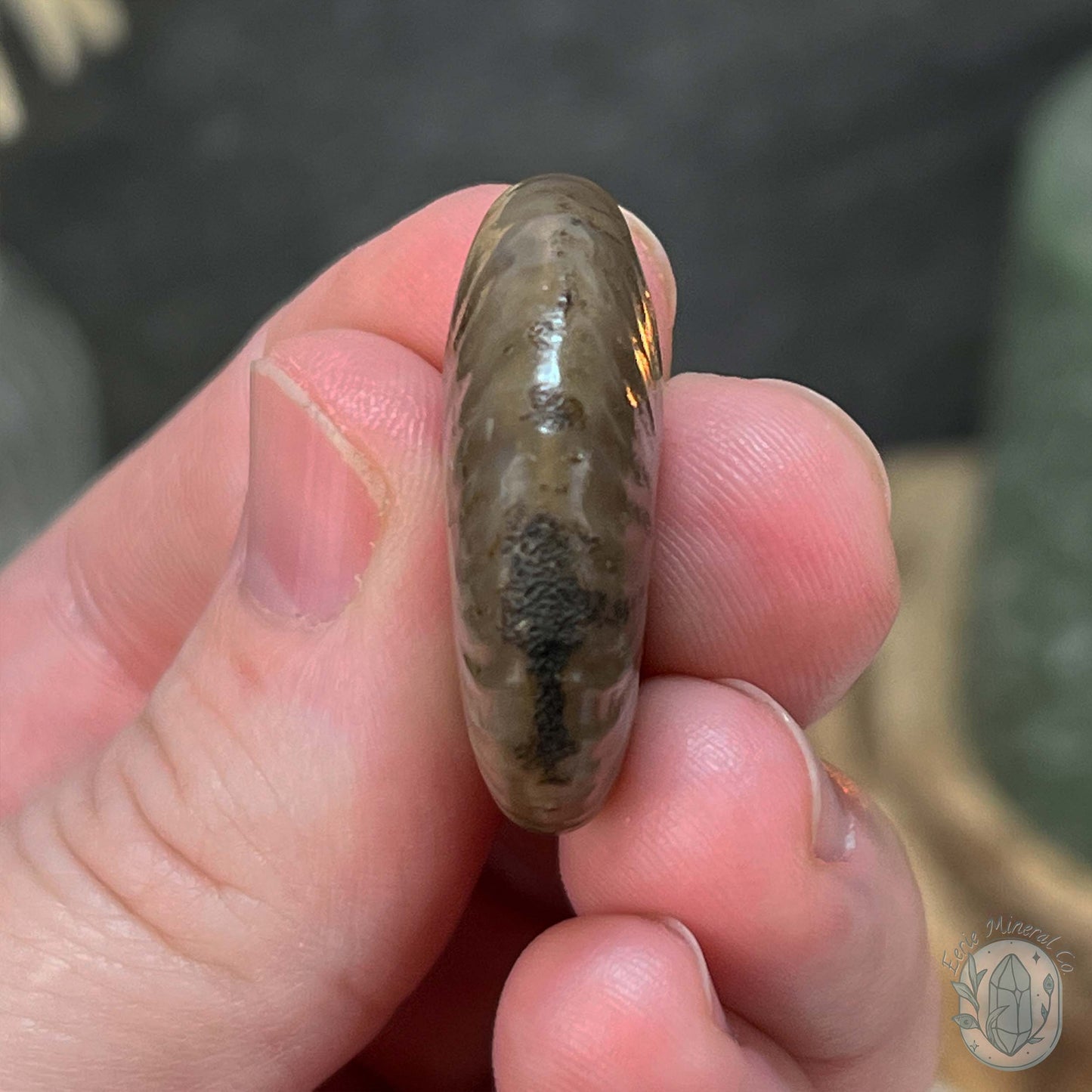 Rainbow Flash Fossil Ammonite from Madagascar with Free Case