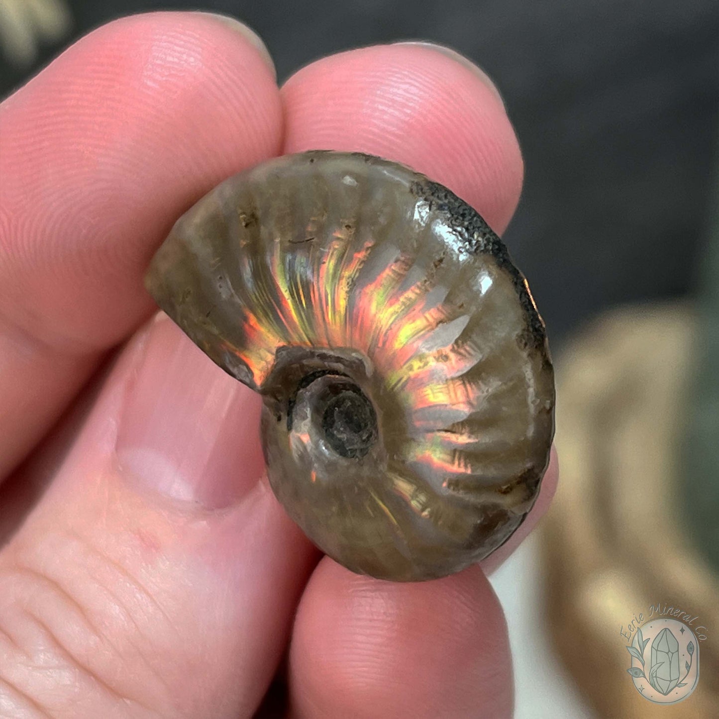 Rainbow Flash Fossil Ammonite from Madagascar with Free Case