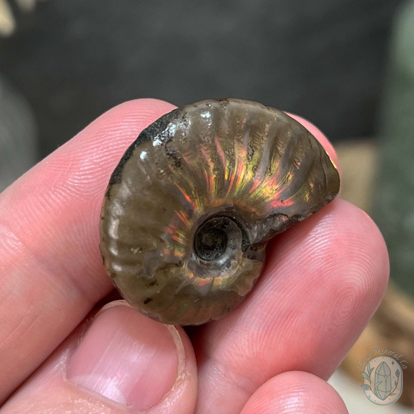 Rainbow Flash Fossil Ammonite from Madagascar with Free Case