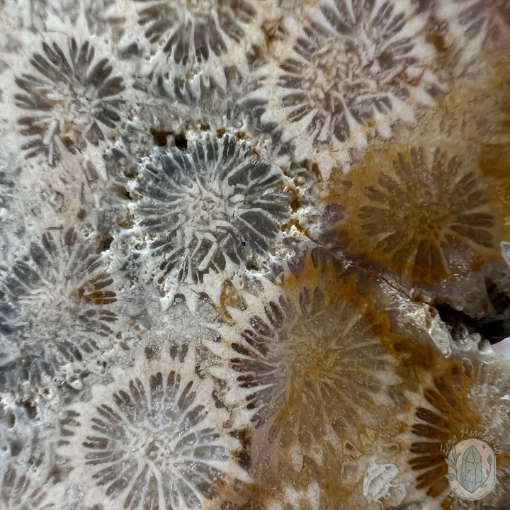 Polished Coral Jade aka Agatized Fossil Coral Slab
