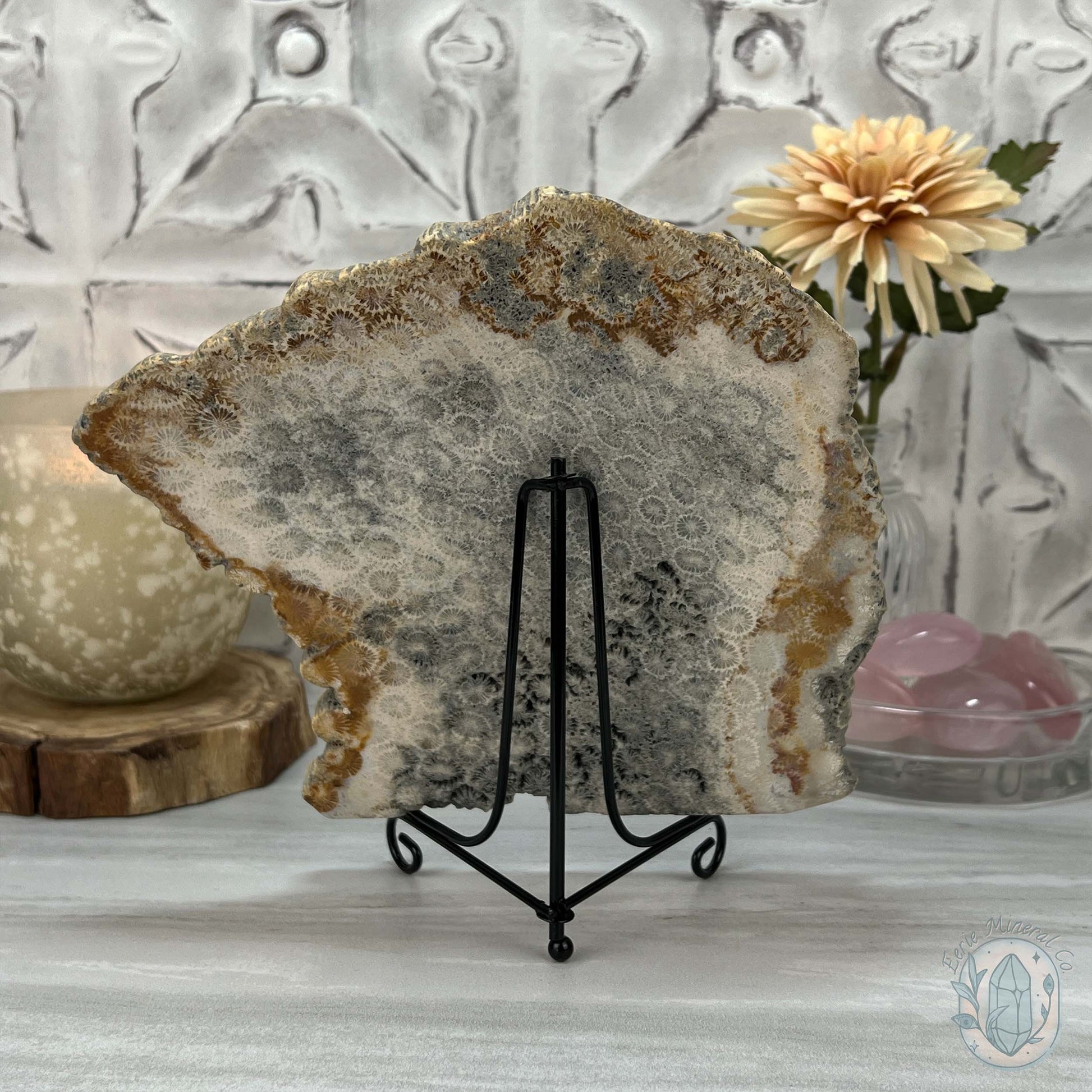 Polished Coral Jade aka Agatized Fossil Coral Slab