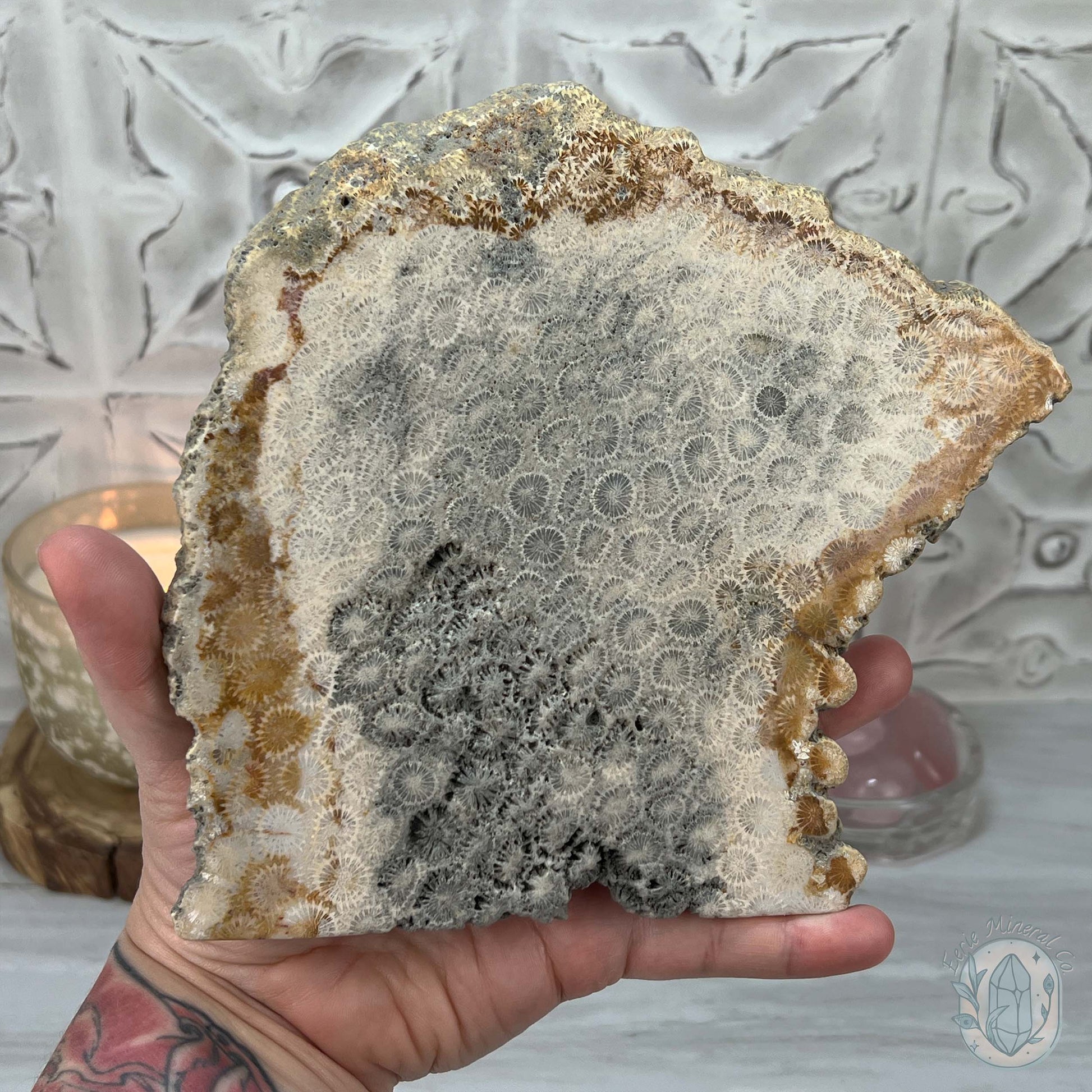 Polished Coral Jade aka Agatized Fossil Coral Slab