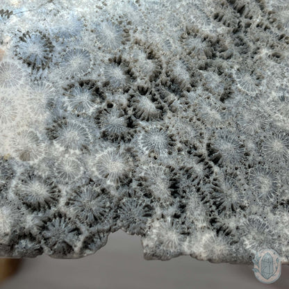 Polished Coral Jade aka Agatized Fossil Coral Slab