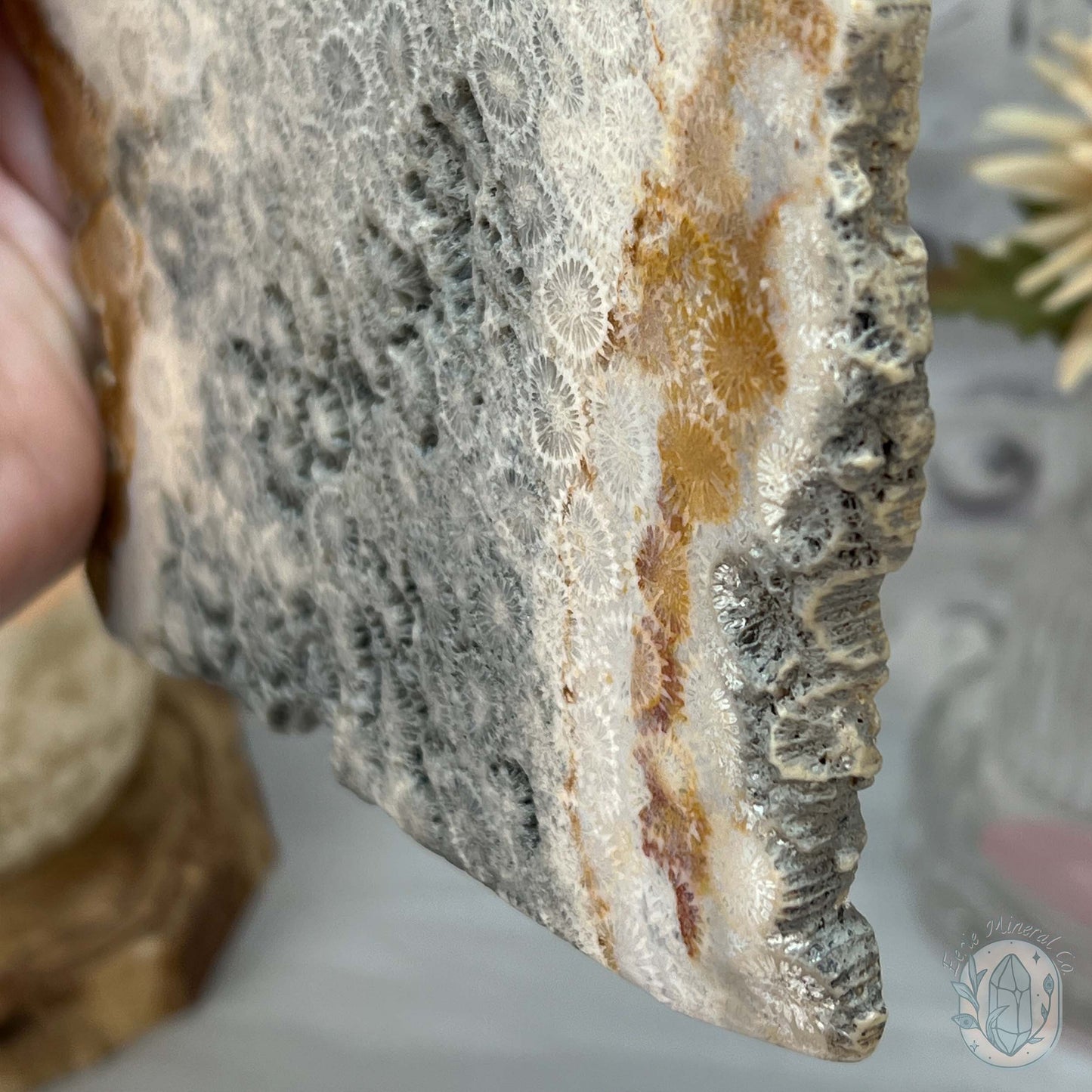 Polished Coral Jade aka Agatized Fossil Coral Slab
