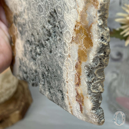 Polished Coral Jade aka Agatized Fossil Coral Slab