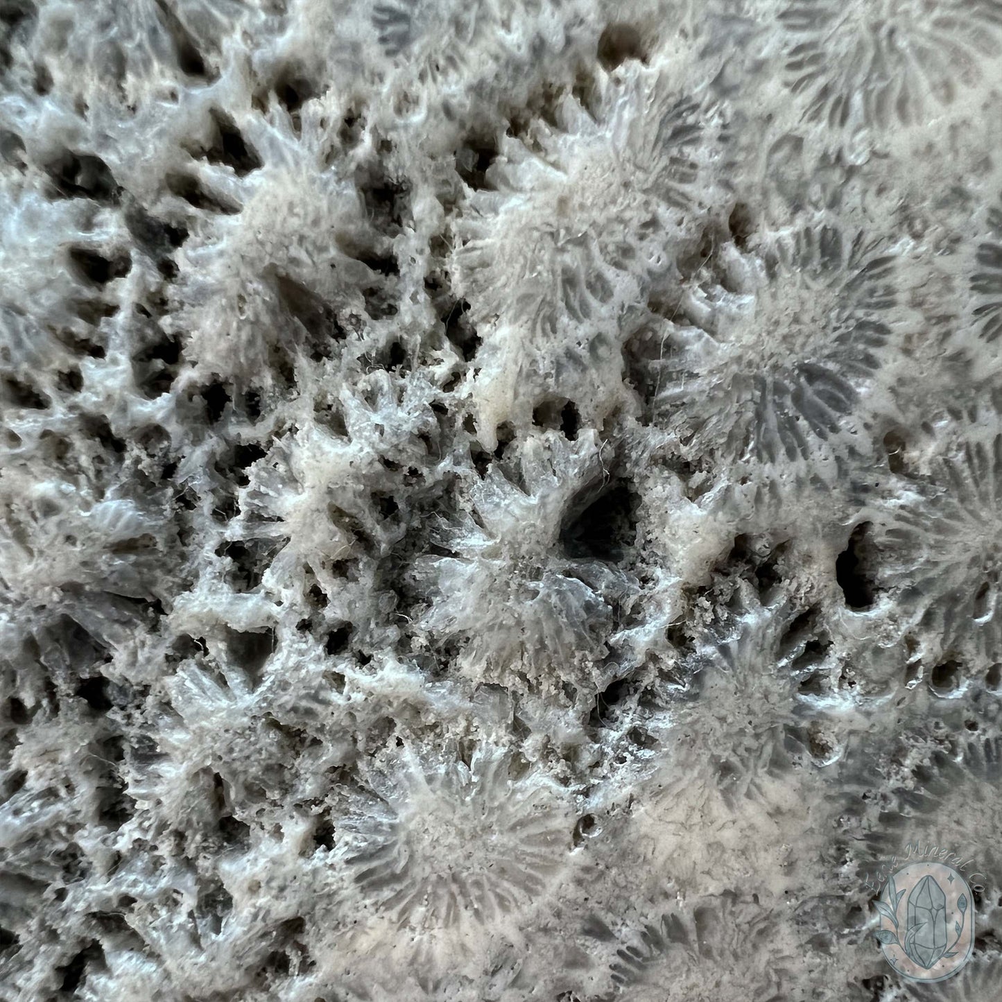 Polished Coral Jade aka Agatized Fossil Coral Slab
