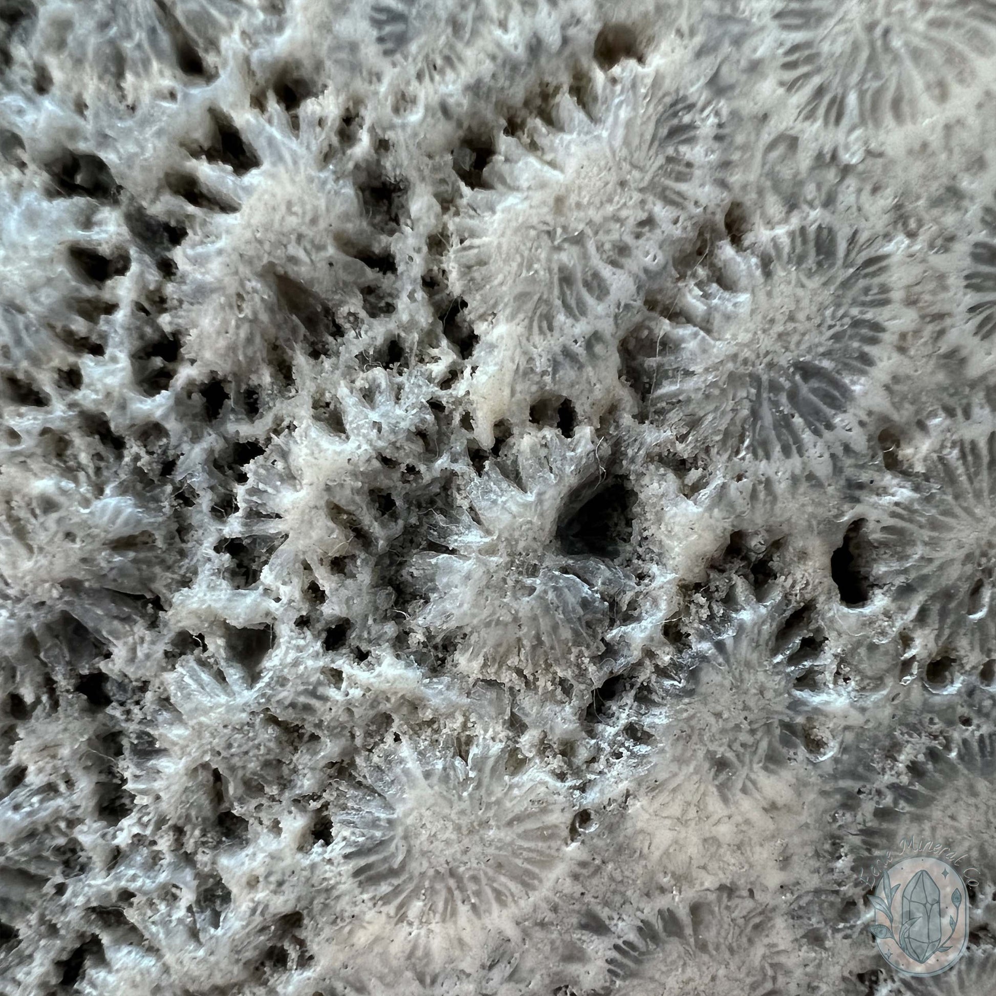 Polished Coral Jade aka Agatized Fossil Coral Slab