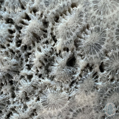 Polished Coral Jade aka Agatized Fossil Coral Slab