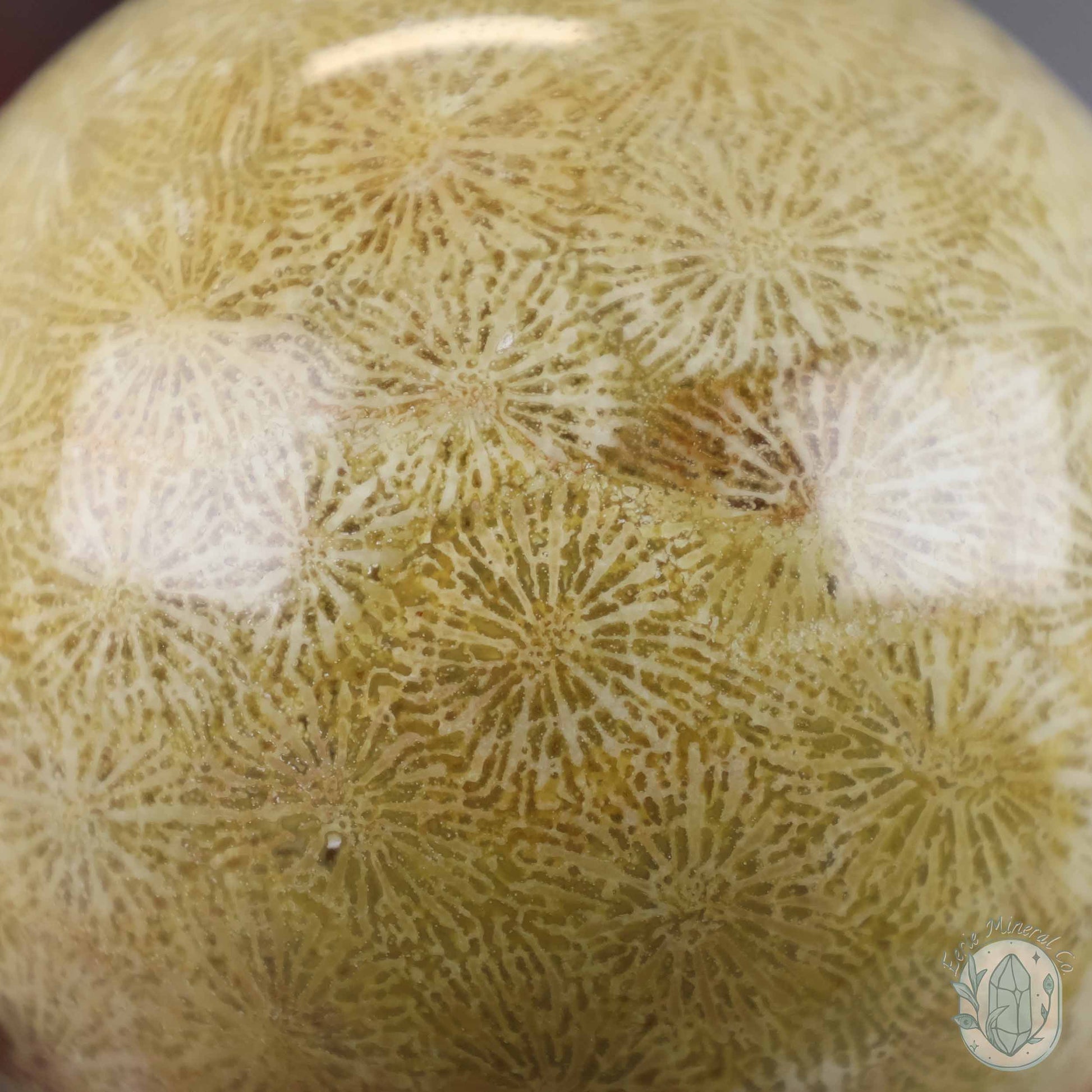 61mm Polished Agatized Coral Jade Sphere