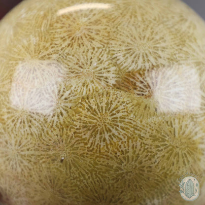 61mm Polished Agatized Coral Jade Sphere