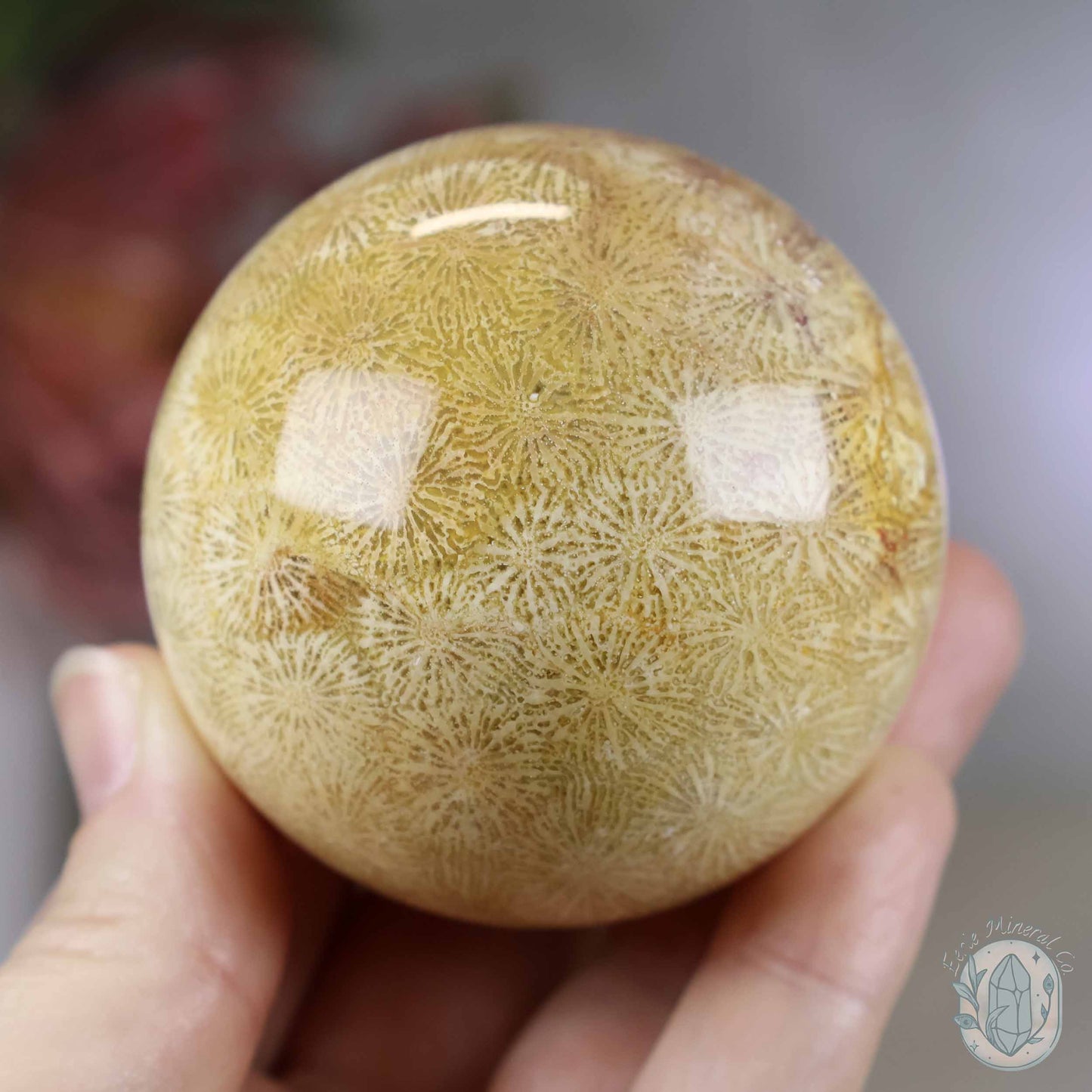 61mm Polished Agatized Coral Jade Sphere