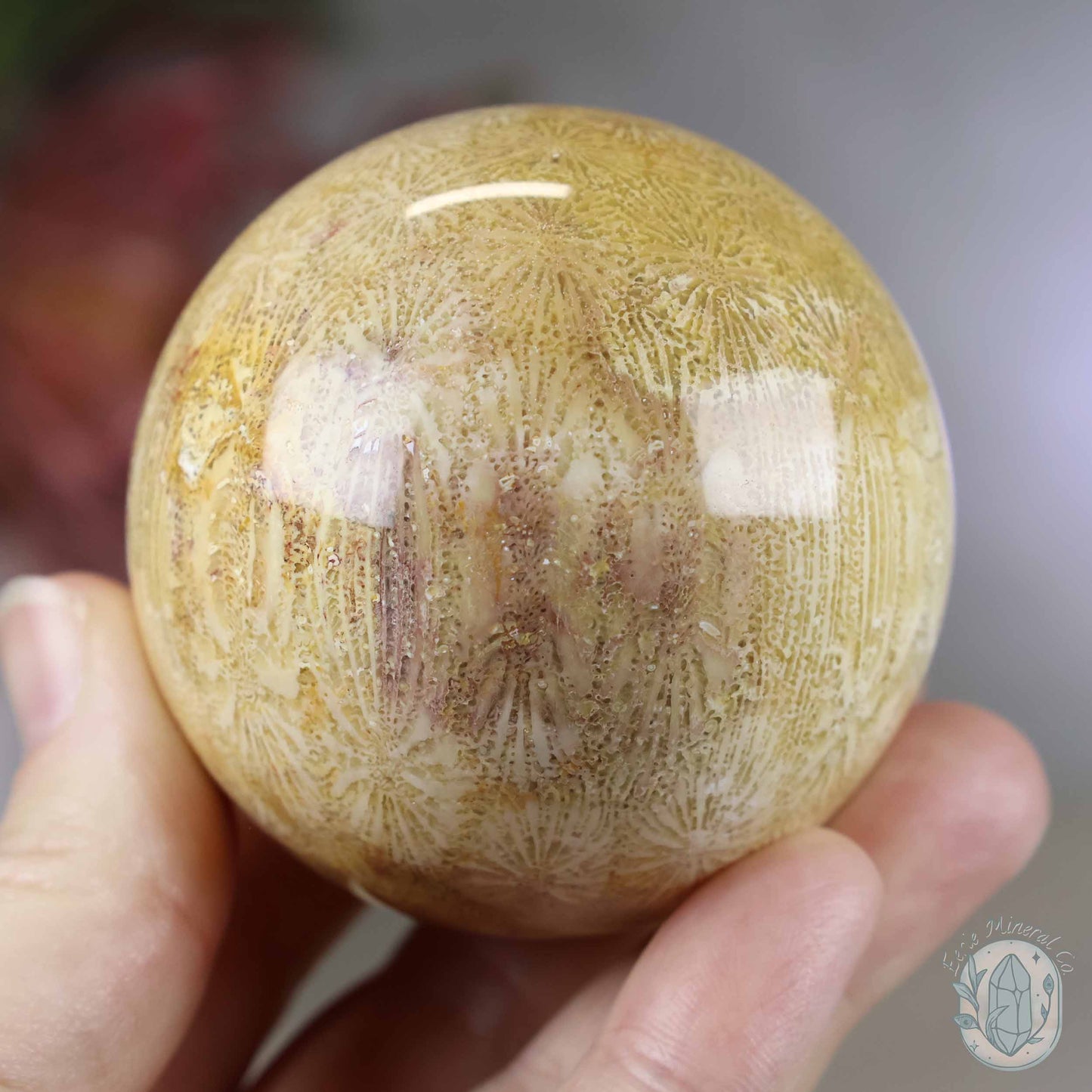 61mm Polished Agatized Coral Jade Sphere