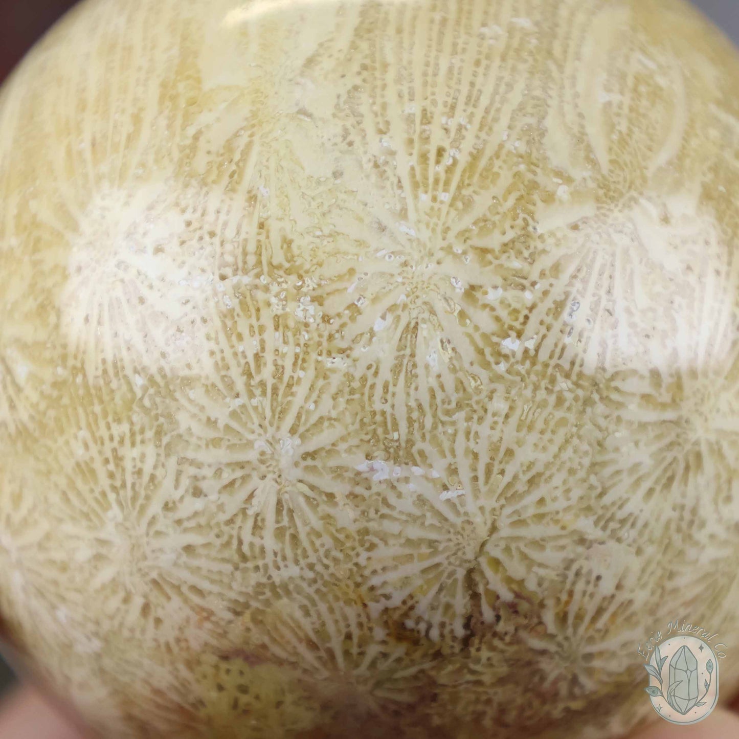 61mm Polished Agatized Coral Jade Sphere