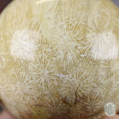 61mm Polished Agatized Coral Jade Sphere