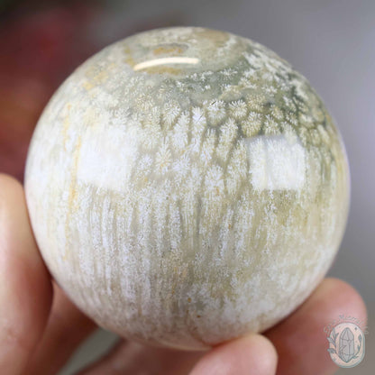 60mm Polished Fossilized Coral "Jade" Sphere