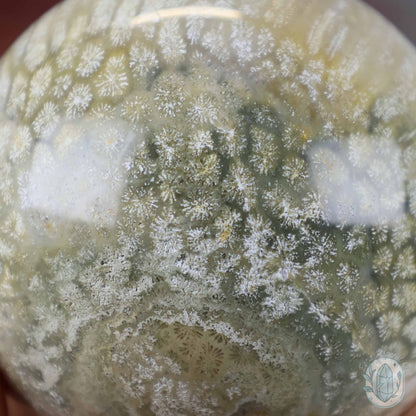 60mm Polished Fossilized Coral "Jade" Sphere