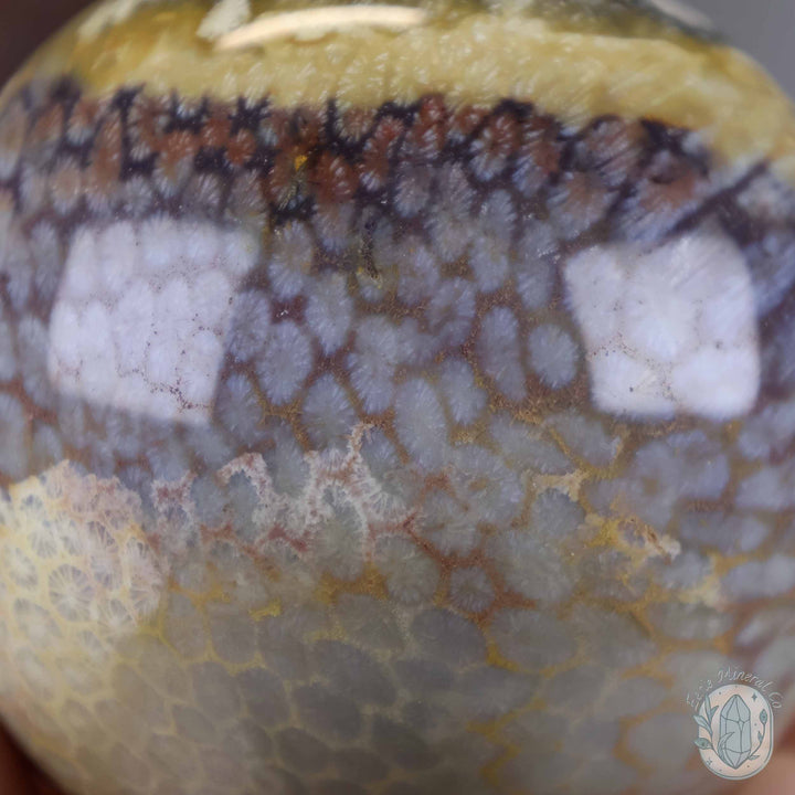 59mm Polished Fossilized Coral "Jade" Sphere