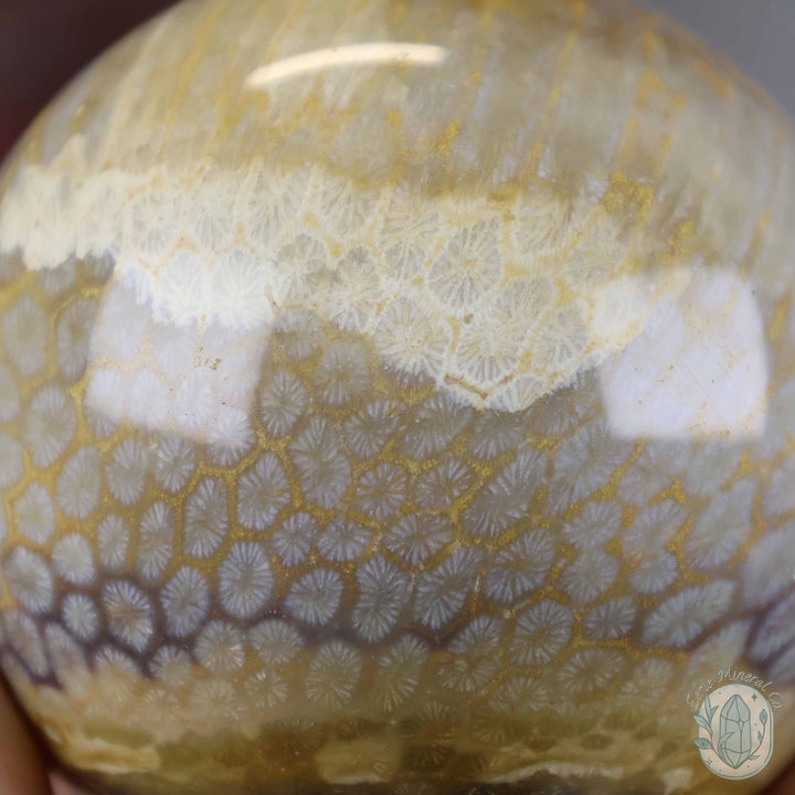 59mm Polished Fossilized Coral "Jade" Sphere