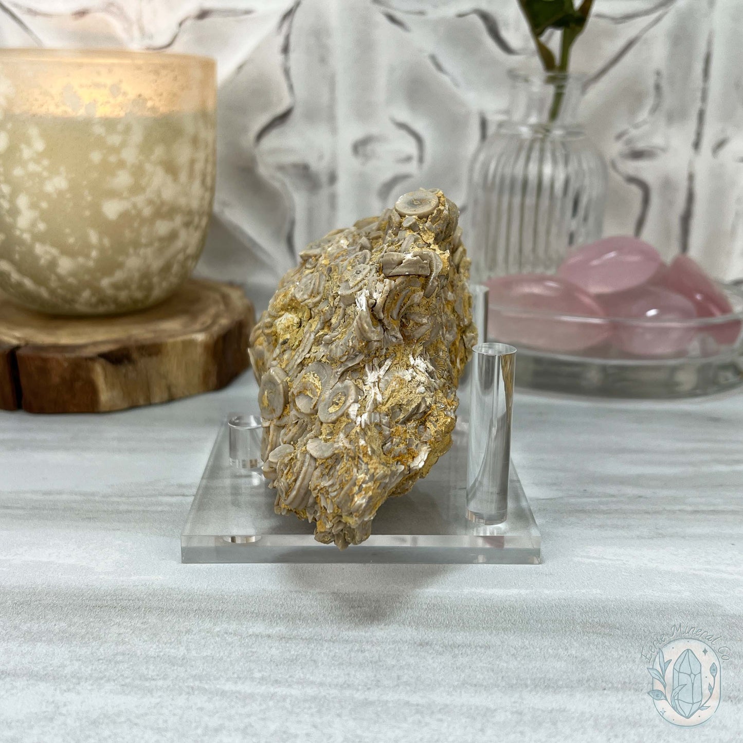 Rare Natural Crinoid Fossils in Sedimentary Rock